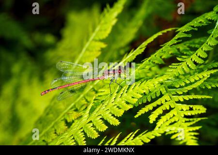 Pyrrrhosoma nymphula famiglia Coenagrionidae genere Pyrrrhosoma grande damselfly rossa natura selvaggia carta da parati, foto, fotografia Foto Stock