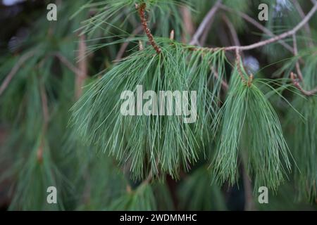 Pino di conifere lunghe. Pinus leiophylla Schiede ex Schltdl. Comunemente noto come pino a foglie sottili, è una specie di conifere del pino fam Foto Stock