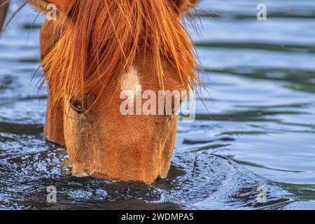 Banchettando sull'erba cipollina che si trova sul fondo del basso fiume Salt Foto Stock