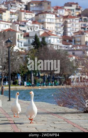 Due oche passeggiano sul lungomare della città di Kastoria, vicino al lago Orestiada. Molte oche vivono qui, in armonia con la popolazione locale. Foto Stock