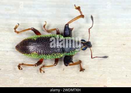 Scarabeo, weevil (Curculionidae) osservato sull'isola di Mauritius in macchia, cespugli nelle montagne Foto Stock