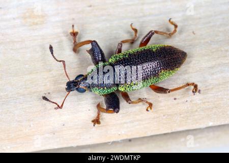 Scarabeo, weevil (Curculionidae) osservato sull'isola di Mauritius in macchia, cespugli nelle montagne Foto Stock