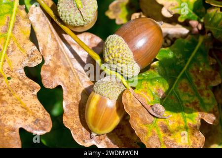Quercia inglese o quercia peduncolata (quercus robur), primo piano di un paio di ghiande o frutti che crescono e maturano tra le foglie dell'albero. Foto Stock