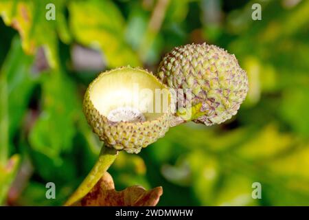 Quercia inglese o quercia peduncolata (quercus robur), primo piano che mostra un paio di tazze di ghianda vuote su un albero, le ghiande cadute o sono state rimosse. Foto Stock