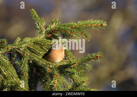 Chaffinch, Fringilla coelebs, fotografato in un albero nella riserva naturale di Low Barns, Co. Durham. REGNO UNITO Foto Stock