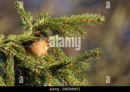 Chaffinch, Fringilla coelebs, fotografato in un albero nella riserva naturale di Low Barns, Co. Durham. REGNO UNITO Foto Stock