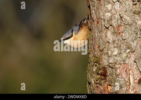 Nuthatch, Sitta europaea, fotografato su un albero della riserva naturale di Low Barns, Co. Durham. REGNO UNITO Foto Stock