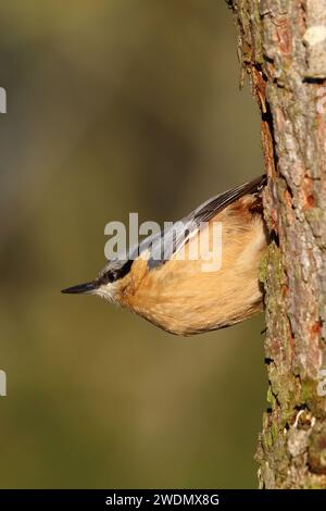 Nuthatch, Sitta europaea, fotografato su un albero della riserva naturale di Low Barns, Co. Durham. REGNO UNITO Foto Stock