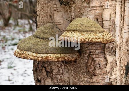 Corpi fruttiferi del fungo Tinder sulla corteccia di una betulla morta Foto Stock