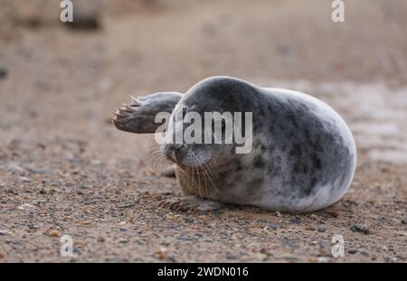 Un cucciolo di foca grigia raffigurato a Winterton, Norfolk, Regno Unito Foto Stock