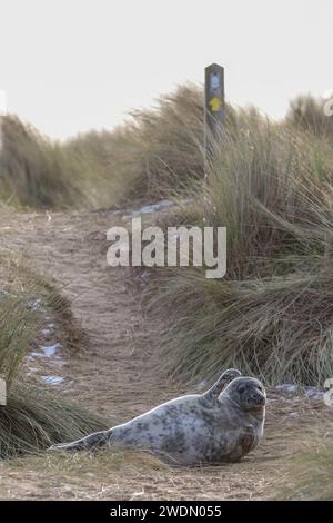 Un cucciolo di foca grigia raffigurato sul sentiero costiero da Winterton on Sea a Horsey Gap, Norfolk, Regno Unito Foto Stock