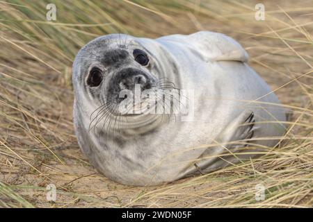 Un cucciolo di foca grigia raffigurato sul sentiero costiero da Winterton on Sea a Horsey Gap, Norfolk, Regno Unito Foto Stock