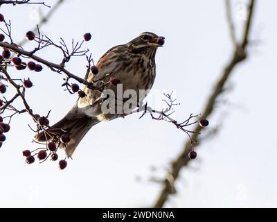 Redwing in Tree Feeding on Berries in UK, Inghilterra Foto Stock