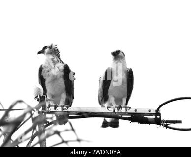 Un paio di Osprey (Pandion haliaetus), chiamato anche falco di mare, falco di fiume, o falco di pesce, arroccato su un palo a San Pedro, Ambergris Caye, Belize. Foto Stock