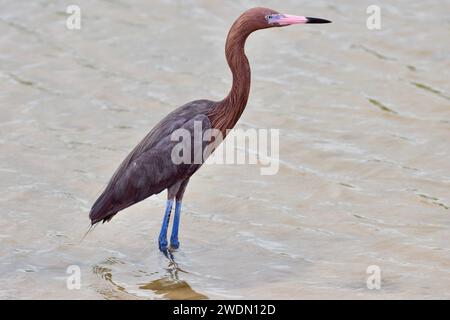 Un'egretta rossiccia solitaria (Egretta rufescens), che si tuffa in acqua a San Pedro, Ambergris Caye, Belize. Foto Stock