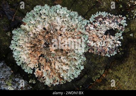 Lichene Foliose, lichene con scudo martellato, che cresce su tronco bagnato e marcisce Foto Stock