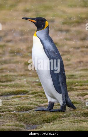 Alcuni granuli di ghiaccio, vento e neve, i pinguini reali condividono lo spazio con elefanti e otarie orsine, Salisbury Plain, SGI, Aptenodytes patagonicus, colonia riproduttiva Foto Stock