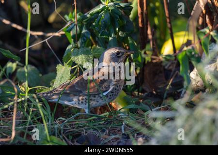 Un Fieldfare (Turdus pilaris) che in inverno fa il foraggio a terra sotto un albero di mele Foto Stock