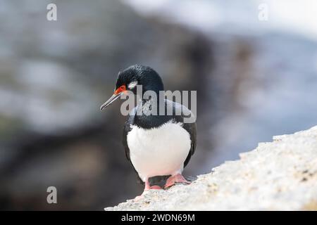 Rock Shag, Leucocarbo magellanicus, sulle rocce e le scogliere della colonia di riproduzione sull'isola più sbiadita, Isole Falkland Foto Stock