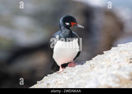 Rock Shag, Leucocarbo magellanicus, sulle rocce e le scogliere della colonia di riproduzione sull'isola più sbiadita, Isole Falkland Foto Stock