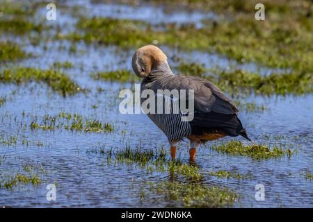 Ruddy-headed Goose, Chloephaga rubidiceps, su Bleaker, Island, Falkland Islands, Foto Stock