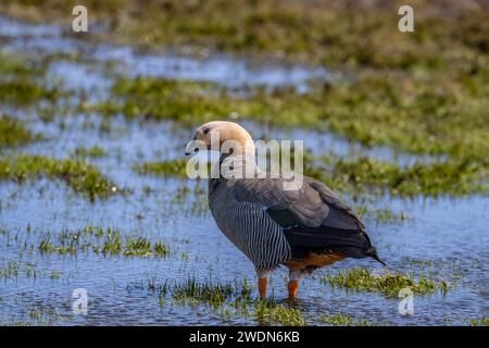 Ruddy-headed Goose, Chloephaga rubidiceps, su Bleaker, Island, Falkland Islands, Foto Stock