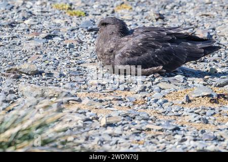 Antarctic Brown Skua, Brown skua, Stercorarius antarcticus, sulla spiaggia rocciosa, Rosita Harbor, SGI Foto Stock