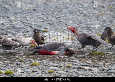 Dar da mangiare ai Petrels giganti del sud, Macronectes giganteus, Skua bruno, Stercorarius antarcticus, attaccare, uccidere, e mangiare il pinguino re, Salisbury Plain, SGI Foto Stock