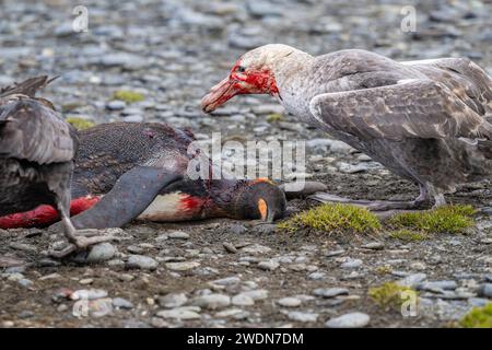 Predator Southern Giant Petrels, Macronectes giganteus, Brown Skua, Stercorarius antarcticus, attacco, uccidete e mangiate il pinguino re, Salisbury Plain, SGI Foto Stock