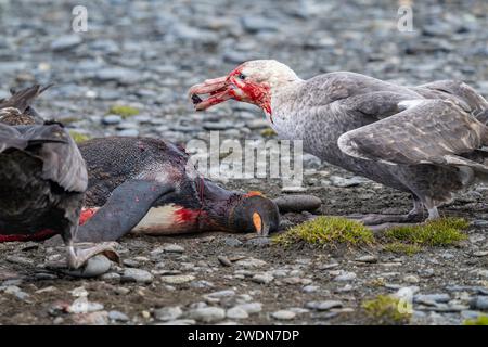 Petrels gigante, Macronectes giganteus, Skua meridionale e marrone, Stercorarius antarcticus, attacca, uccidi e mangia pinguino re, Salisbury Plain, SGI Foto Stock