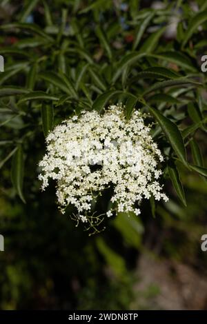 Sambucus - pianta di sambuco. Foto Stock