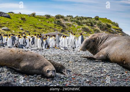 Elefanti maschi e femmine, leonine Mirounga, sulla spiaggia di Gold Harbor, SGI, nelle giornate di sole in primavera Foto Stock