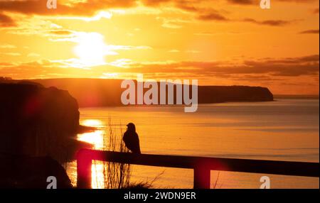 Un uccello arroccato su una ringhiera che osserva il tramonto sull'oceano con le scogliere di Sewerby all'alba Foto Stock