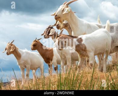 Gruppo di capre della Galloway in piedi sulle colline erbose Foto Stock