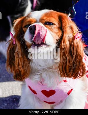 Napoli, Stati Uniti. 21 gennaio 2024. Cavalier King Charles Spaniel durante il 15 ° annuale Pets on Third Parade e PetFest, tenutosi lungo la 3rd Avenue South nel centro storico di Napoli, domenica 21 gennaio 2024 a Naples Florida. Crediti: Jennifer Graylock/Alamy Live News Foto Stock