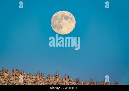 la luna piena sorge su alberi innevati illuminati dal sole al tramonto in svezia Foto Stock