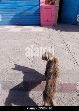 Gatto su un marciapiede con porta blu e garage e una scatola rosa a Essaouira, Marocco, 21 gennaio 2024 Foto Stock