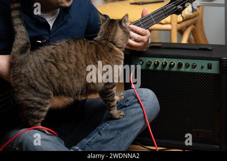 uomo latino che impara a suonare il basso con il suo gatto che lo guarda Foto Stock