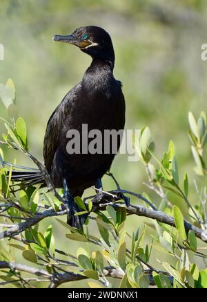 Un cormorano neotropo (Phalacrocorax brasilianus) arroccato su un ramo in una mangrovia a San Pedro, Ambergris Caye, Belize. Foto Stock