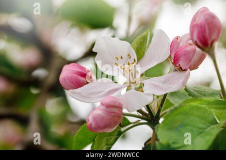 Una fioritura di mele bianca con gemme rosa che non si sono ancora aperte su uno sfondo sfocato di colori primaverili. Foto Stock