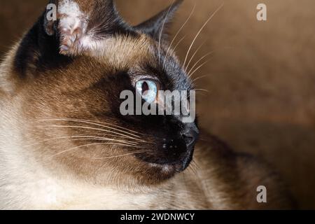 Primo piano facciale di un simpatico gatto siamese dagli occhi blu, su sfondo marrone. Foto Stock