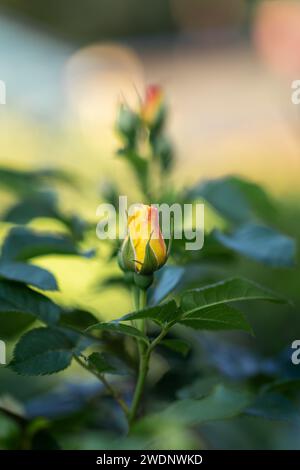 Piccole rose gialle su roseto. Rose delicate di giallo pallido con sfumature di arancio che sbocciano in giardino. Splendido bouquet di fiori estivi dai colori caldi. Foto Stock