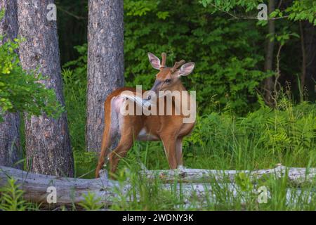 Il buck dalla coda bianca si prepara la coda accanto a un bosco del nord del Wisconsin. Foto Stock