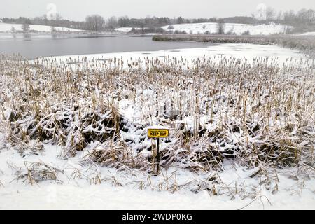 Code di gatto, coperte di neve quando il ghiaccio inizia a formarsi sul lago Schisel, vicino a Manitowoc, Wisconsin. Foto Stock