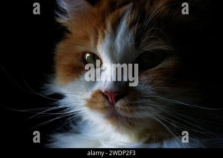ritratto del gatto di razza persiana felis catus. Nero isolato Foto Stock