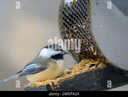 cickadee con tappo nero seduto su un alimentatore di legno pieno di vari semi, primo piano Foto Stock