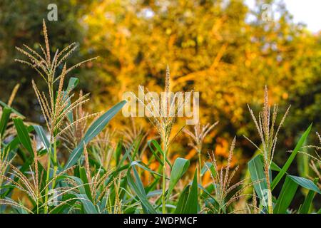 Campo di mais su un bellissimo sfondo tramonto ( campo di mais ) Foto Stock