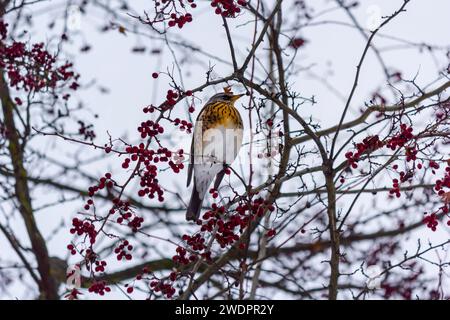 Pasto sul campo con bacche di rowan all'inizio dell'inverno nel parco Foto Stock