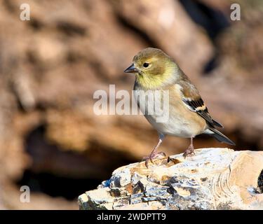 Un Goldfinch americano arroccato sul bordo di un tronco. Foto Stock