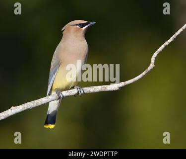 Una ceretta di cedro colorata arroccata sul ramo di un albero nella foresta. Foto Stock